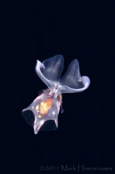 Sea Butterfly, taken 3 miles off the coast of Kona, in 6,... by Mark Hoevenaars 